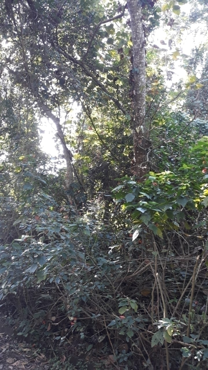 Terreno à venda, 2800m² - Foto 4