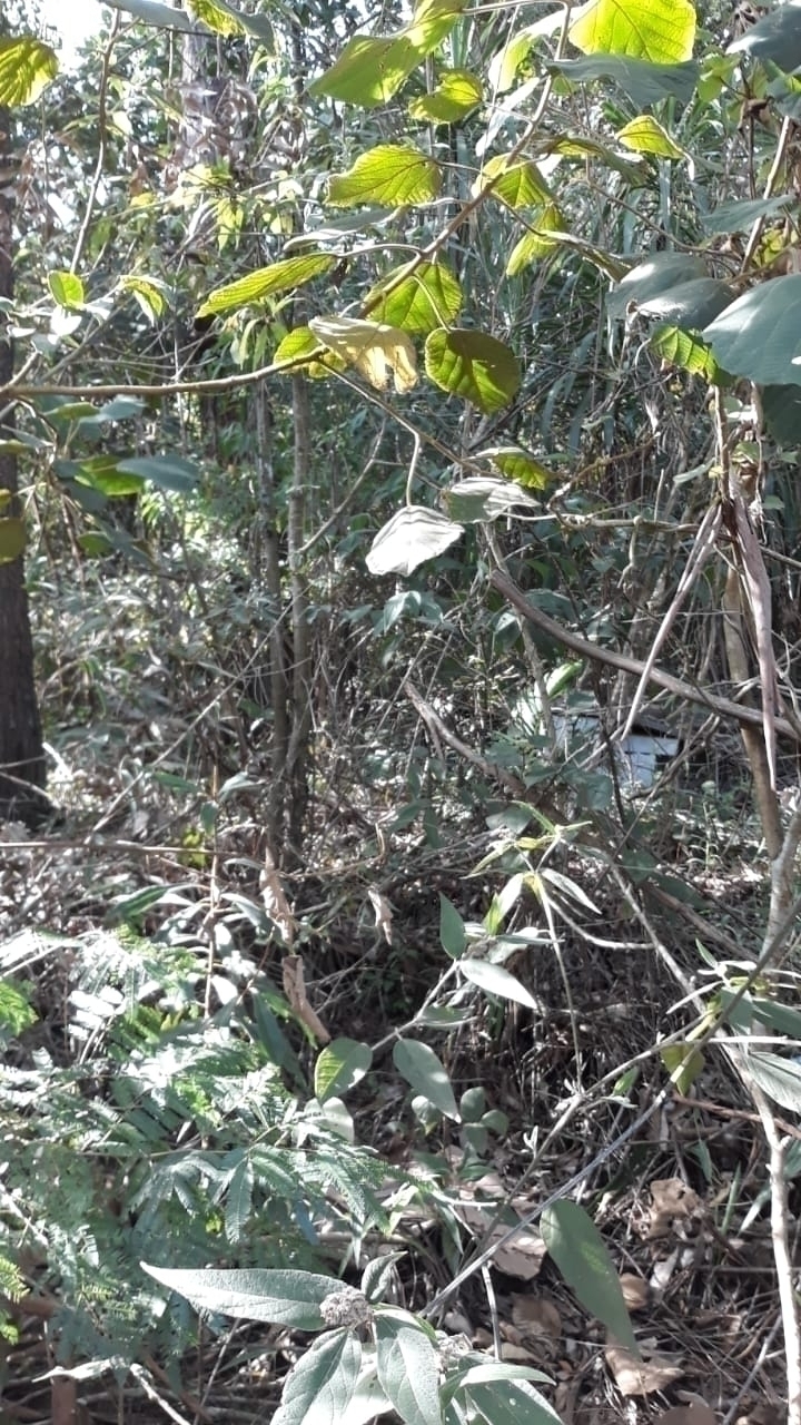 Terreno à venda, 2800m² - Foto 5