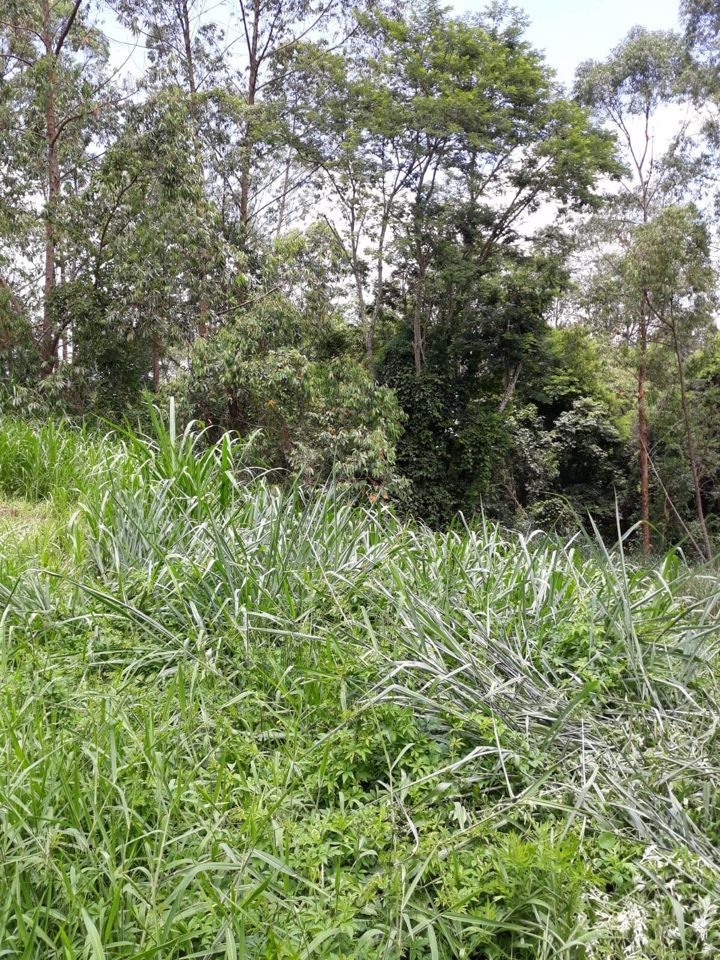 Terreno, 5700 m² - Foto 2