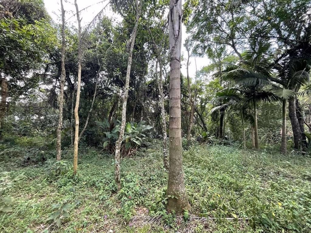 Terreno, 2 hectares - Foto 39