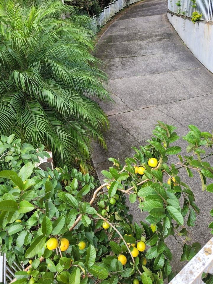 Casa, 3 quartos, 500 m² - Foto 1