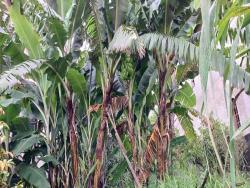 Terreno para Venda em Cotia - 4