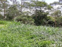 Terreno para Venda em Cotia - 2
