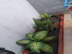 #CA0196 - Casa para Venda em Cotia - SP - 3